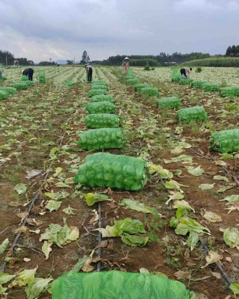 芥菜大量上市、市场货