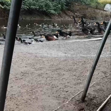 青头鸭