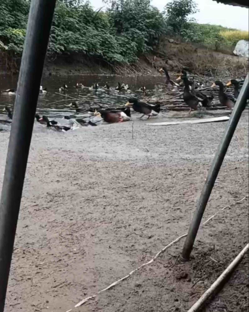 青头鸭