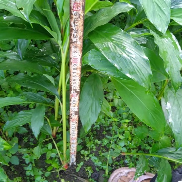 草果苗