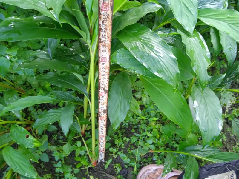 草果苗
