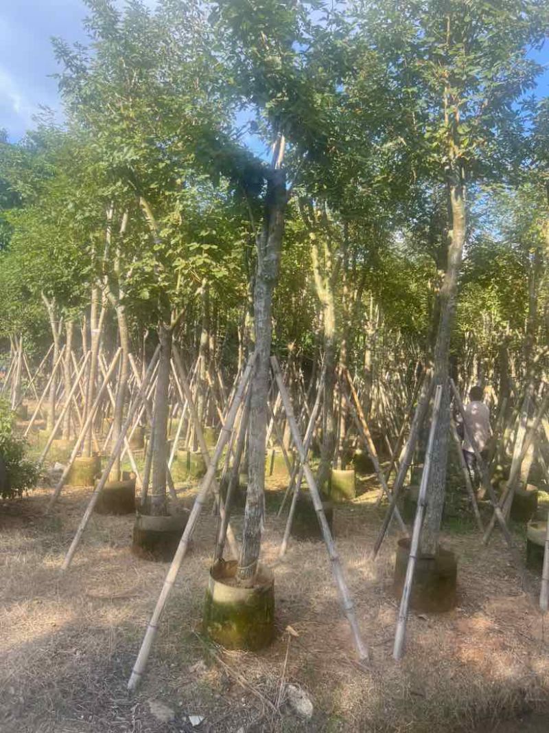 黄花风铃木8-15分，低价出售