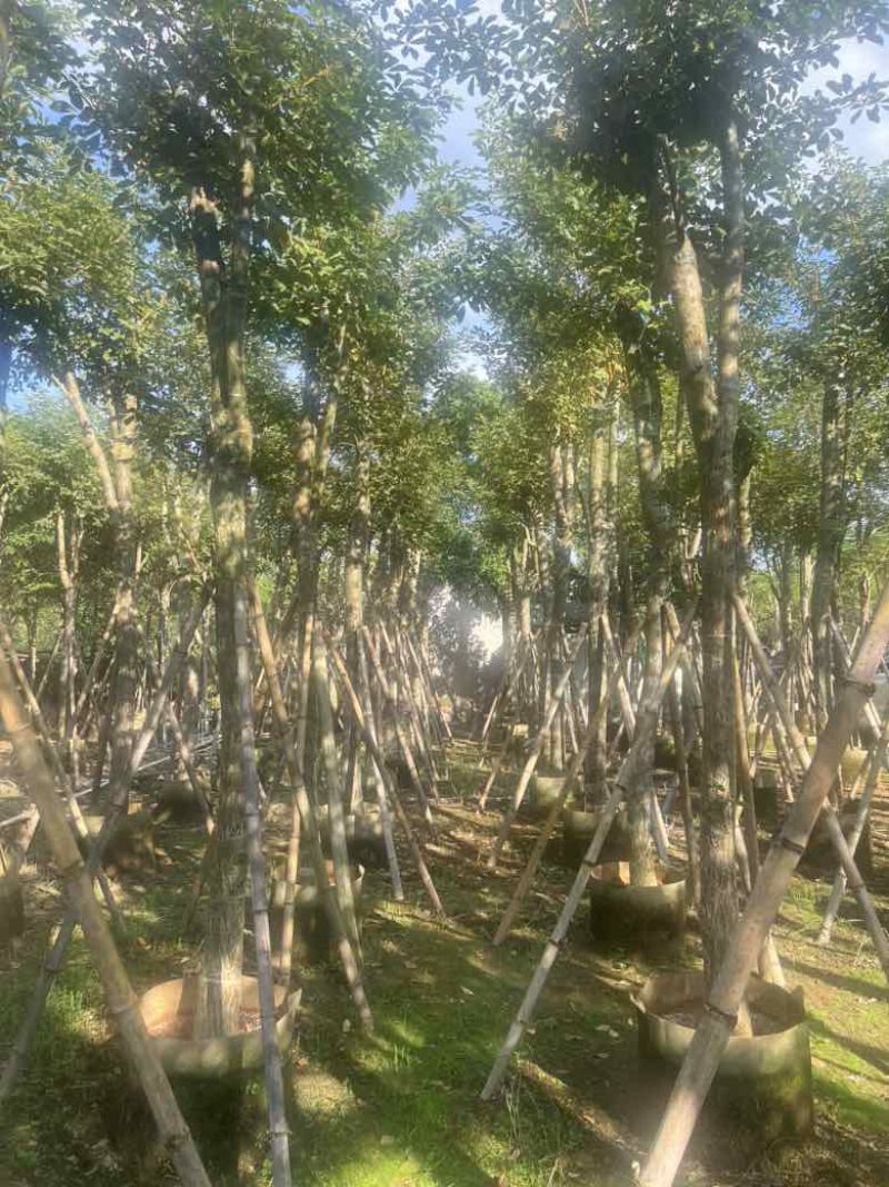 黄花风铃木8-15分，低价出售