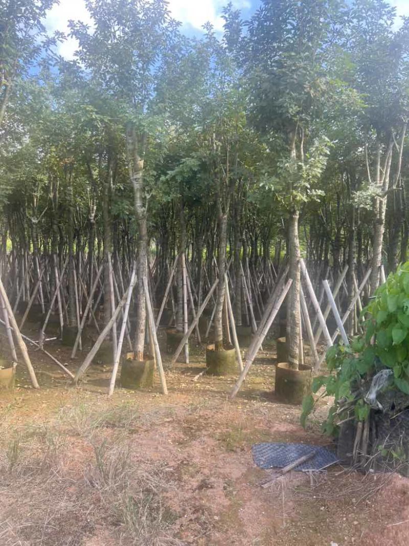黄花风铃木8-15分，低价出售