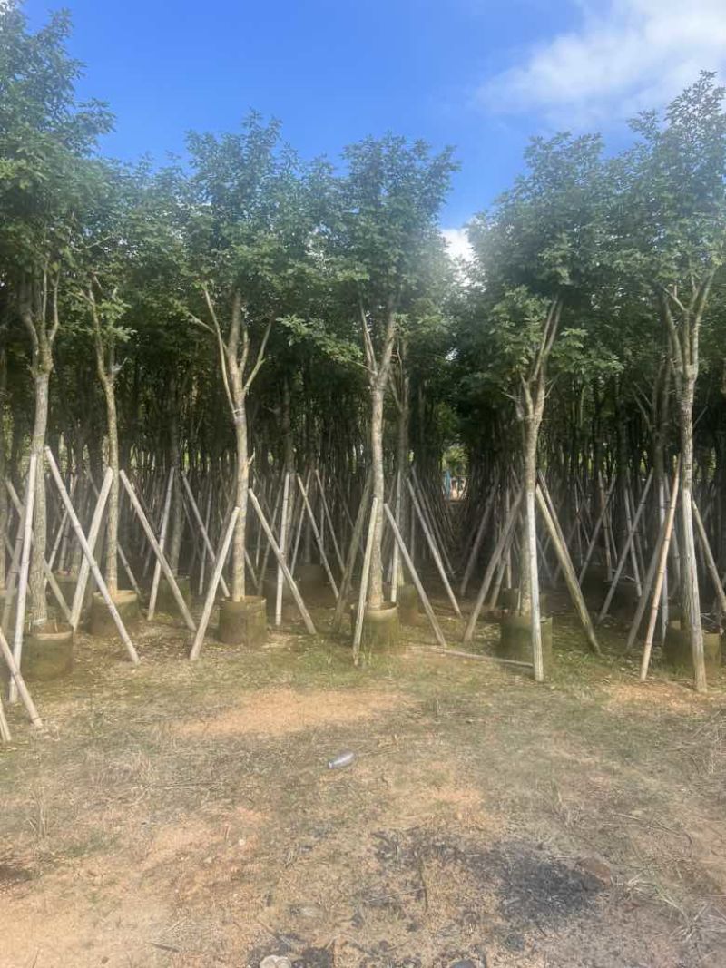 黄花风铃木8-15分，低价出售