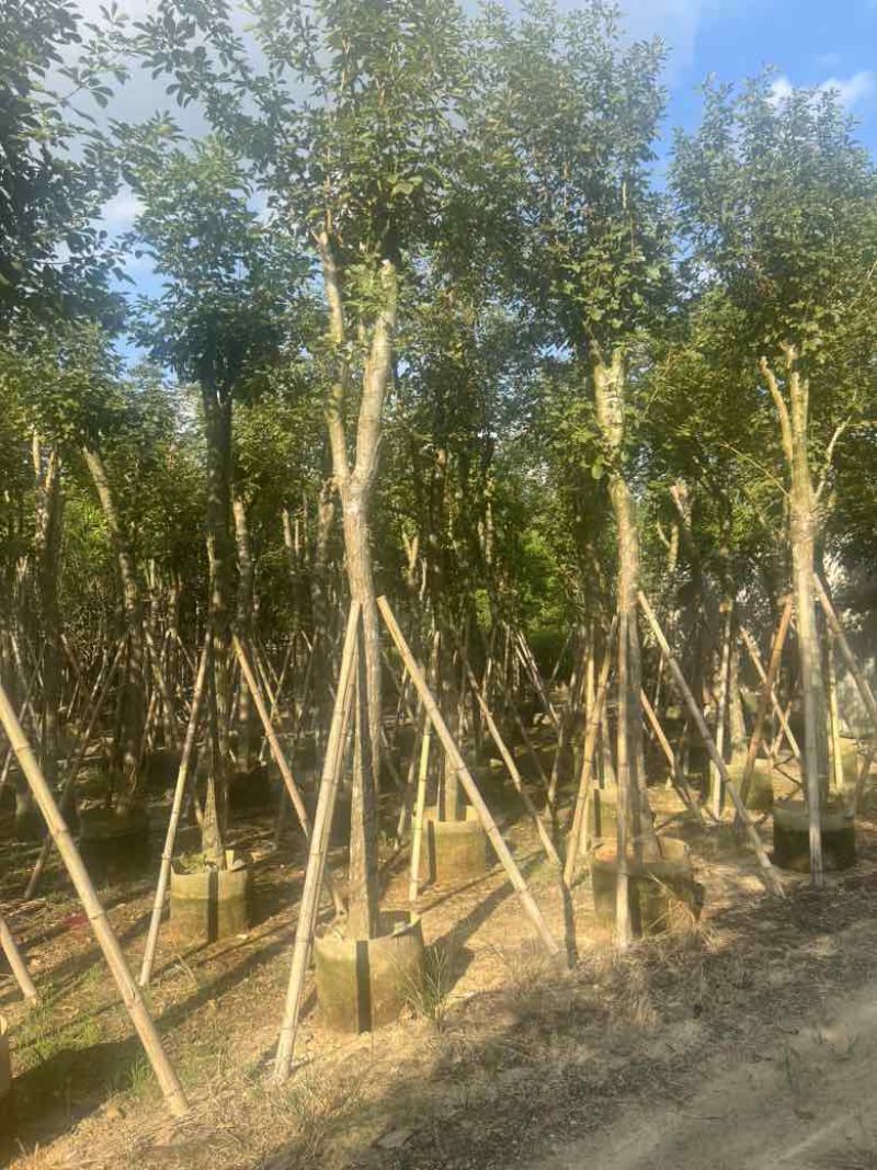 黄花风铃木8-15分，低价出售