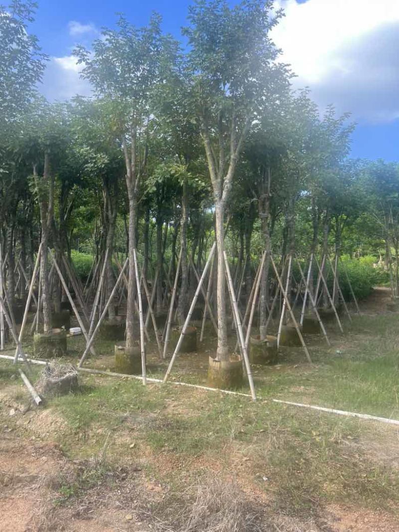 黄花风铃木8-15分，低价出售