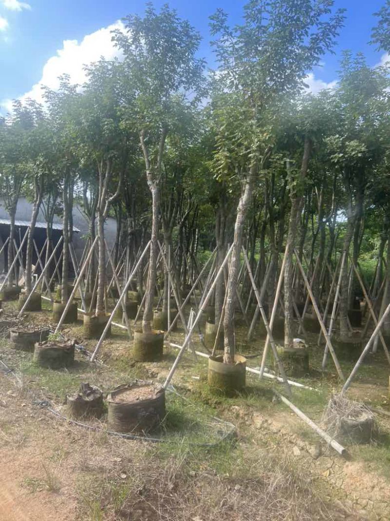 黄花风铃木8-15分，低价出售