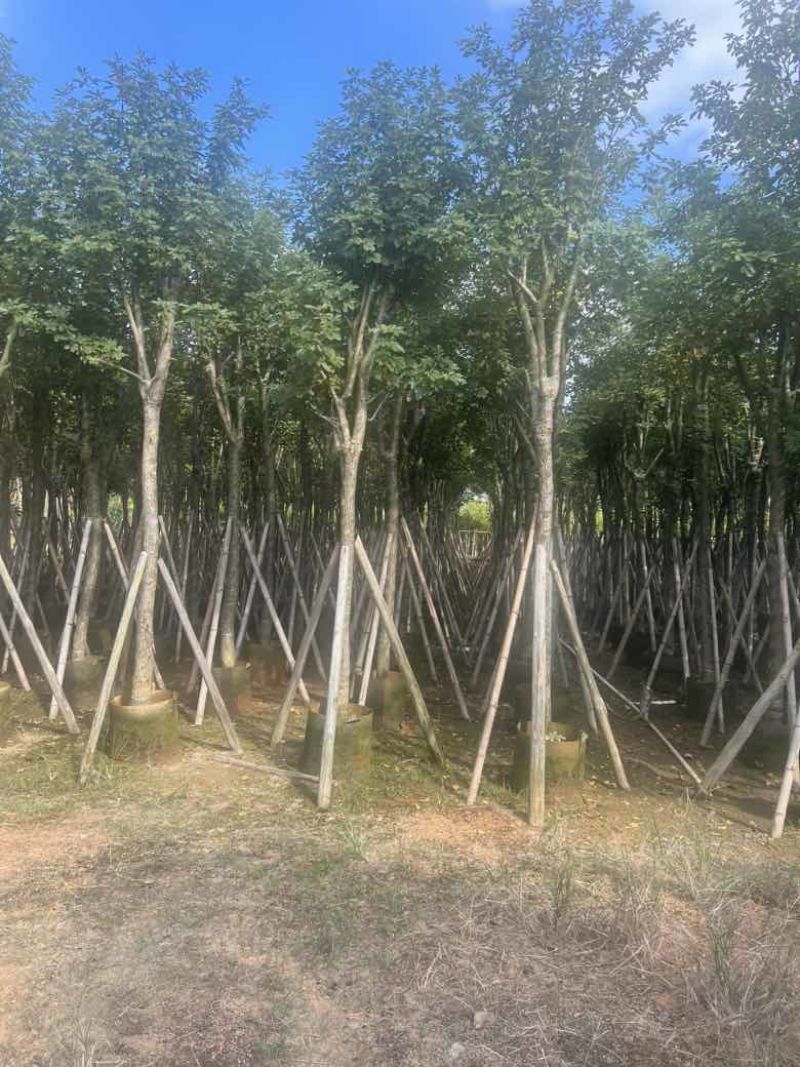 黄花风铃木8-15分，低价出售