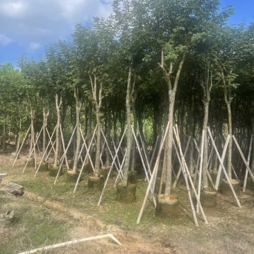 黄花风铃木8-15分，低价出售
