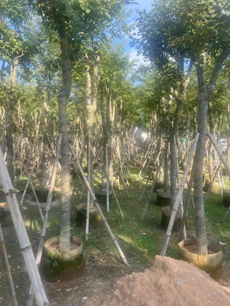 黄花风铃木8-15分，低价出售