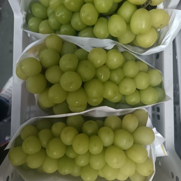 阳光玫瑰