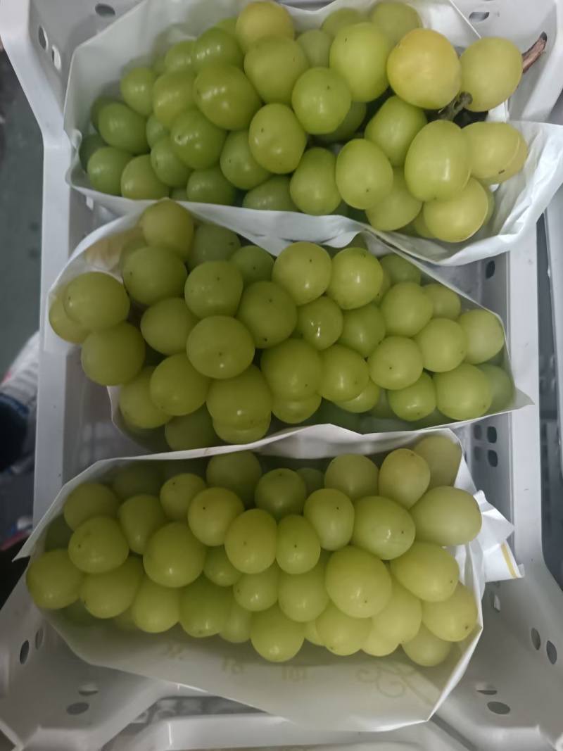 阳光玫瑰