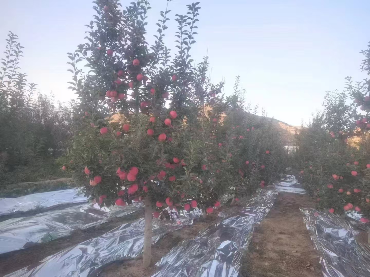 都乐红富士苹果果园实景