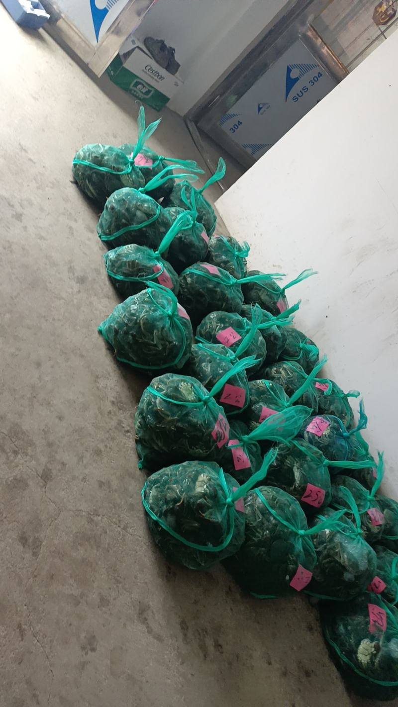 大闸蟹