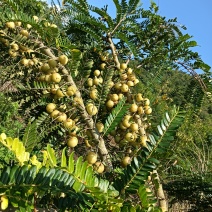甜橄榄