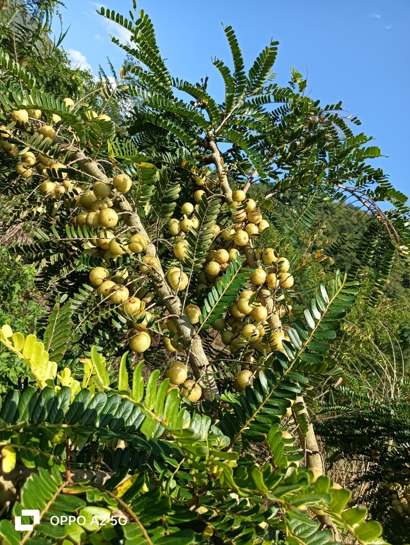 甜橄榄