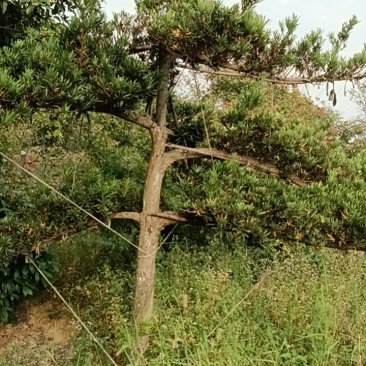 桂花树