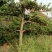 桂花树