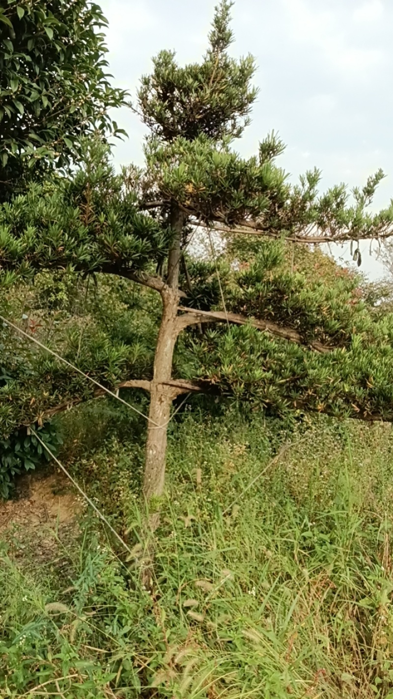 桂花树