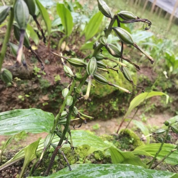 紫花毛慈菇果荚