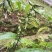 紫花毛慈菇果荚