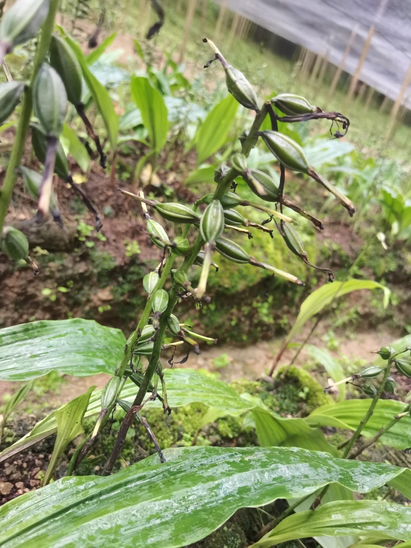 紫花毛慈菇果荚