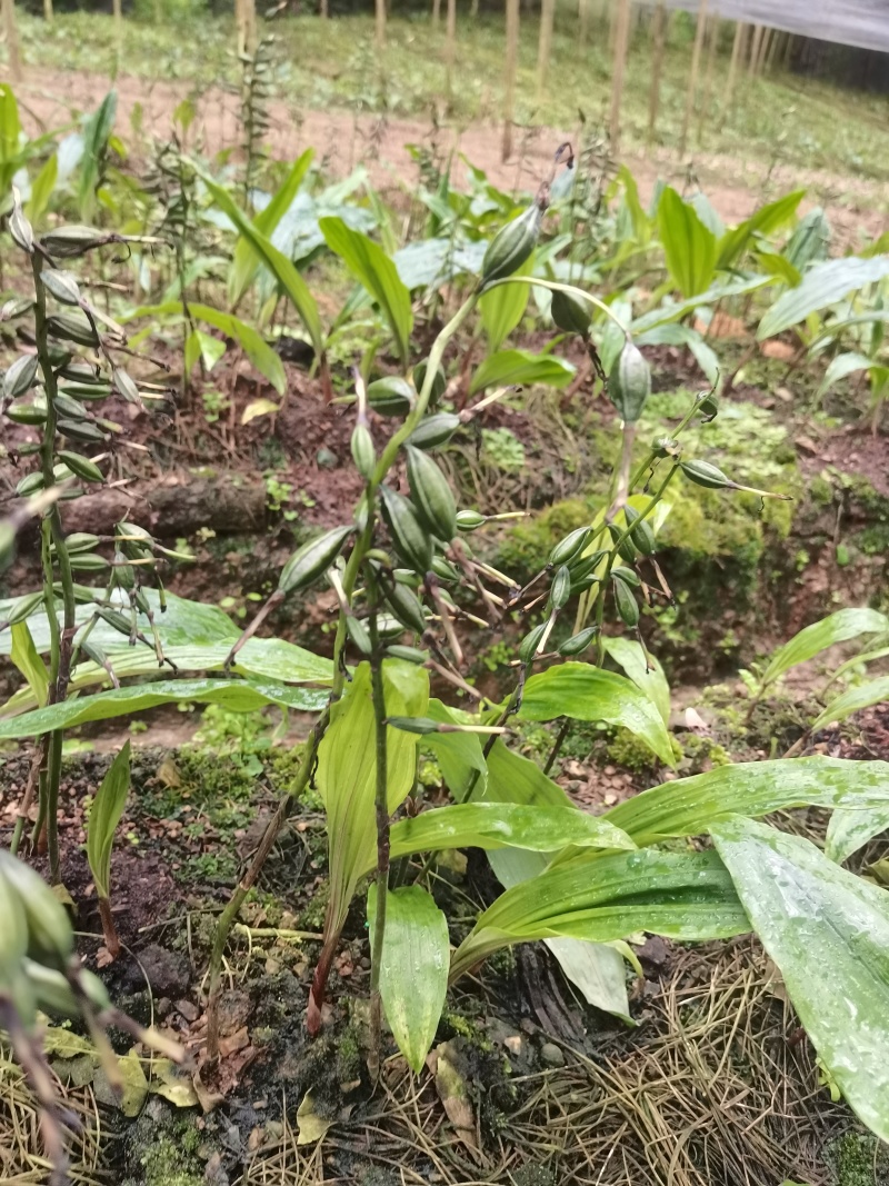紫花毛慈菇果荚