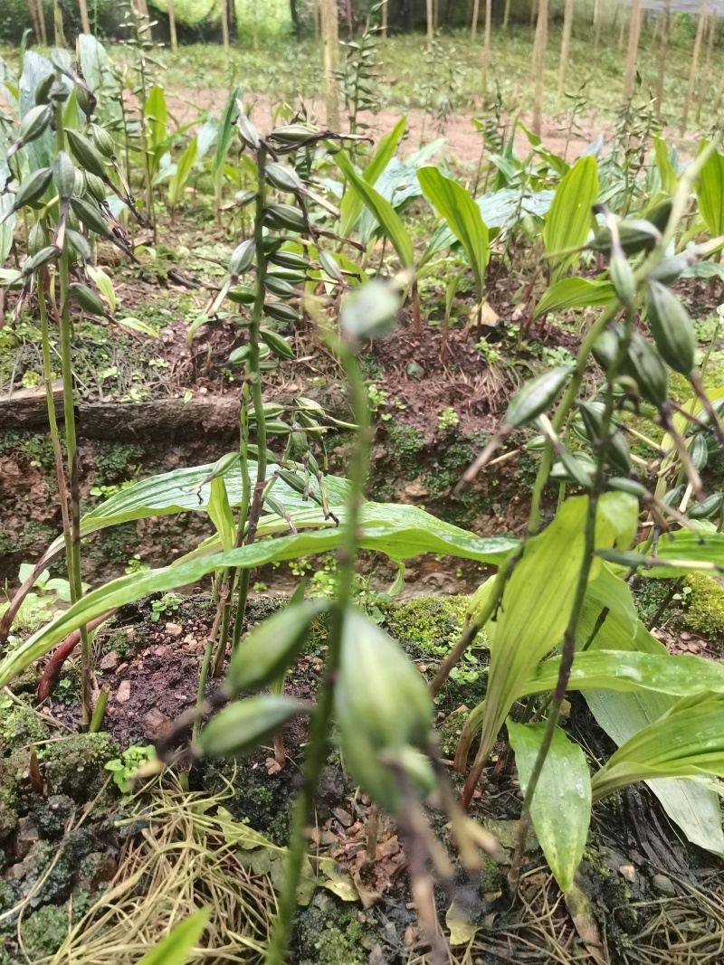 紫花毛慈菇果荚