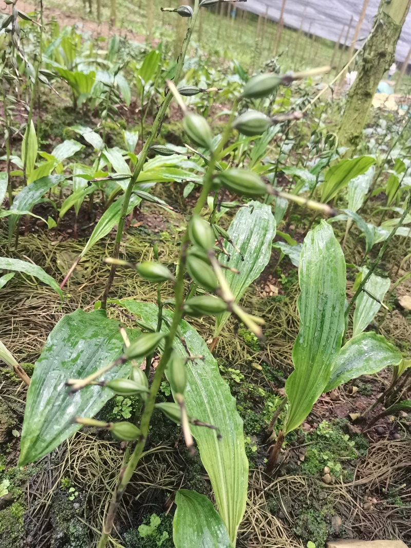 紫花毛慈菇果荚