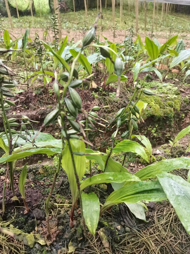紫花毛慈菇果荚