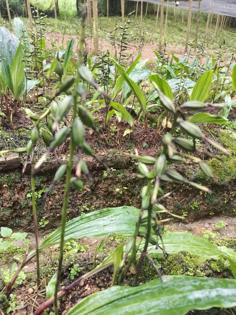 紫花毛慈菇果荚