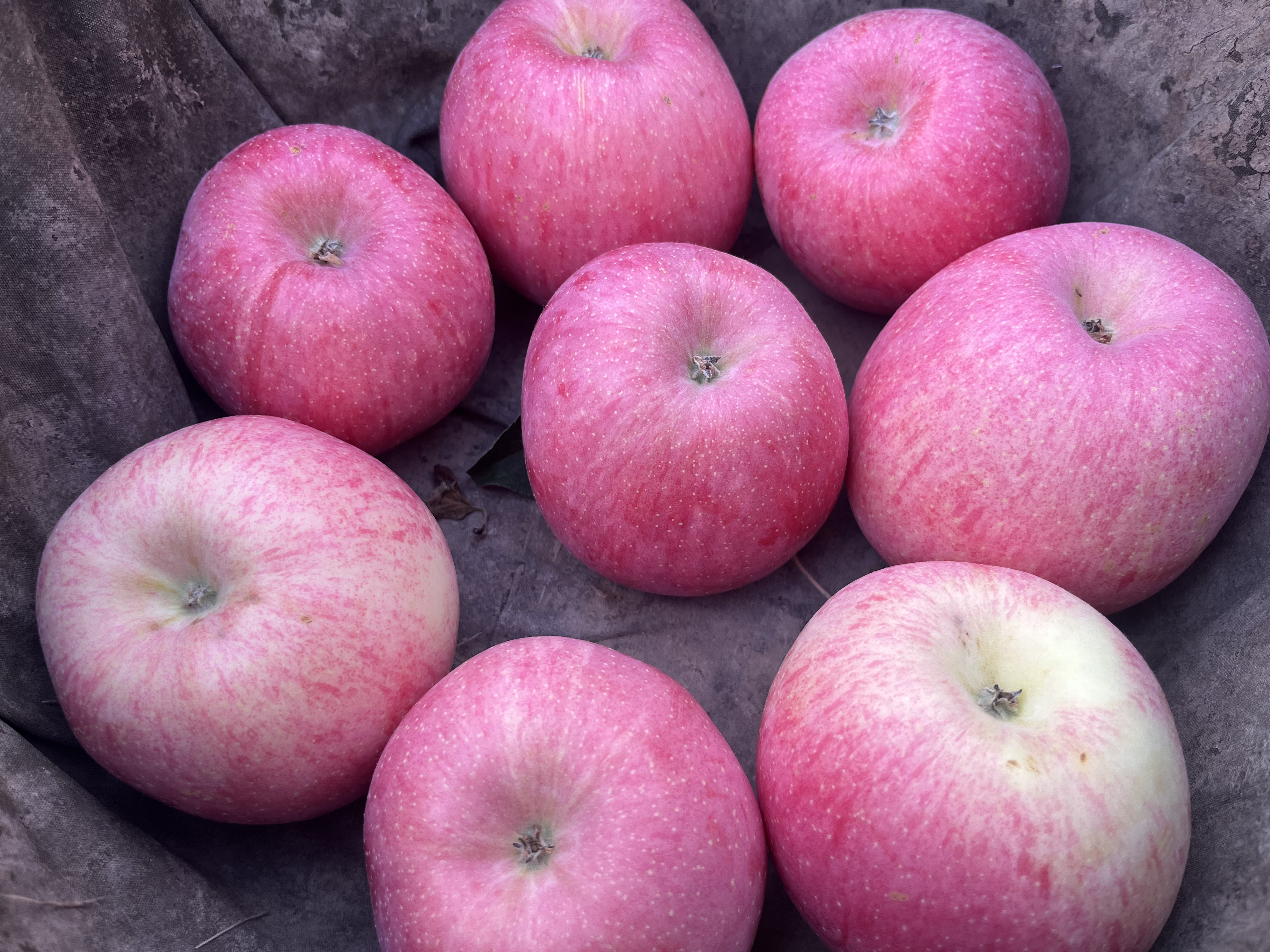 红富士苹果特写图