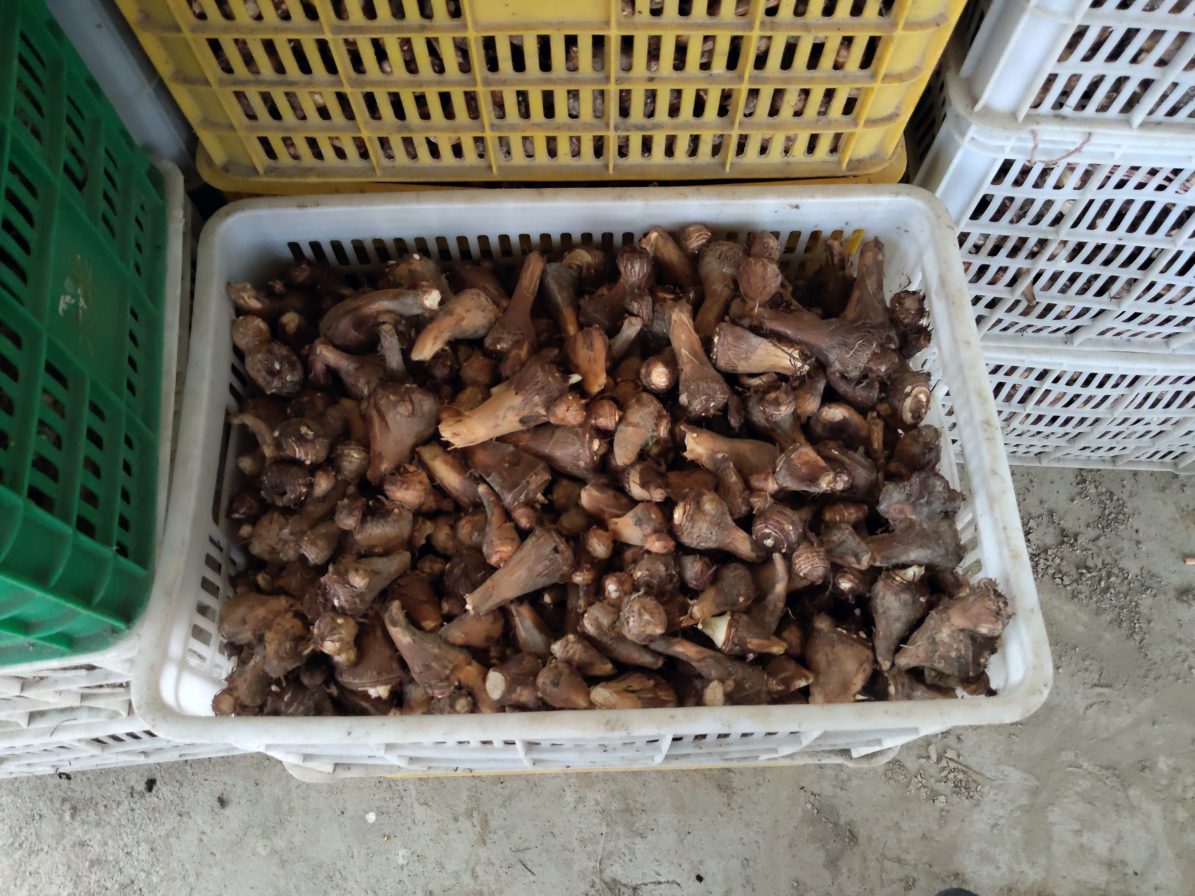 芋头实物展示