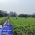 四川豌豆尖