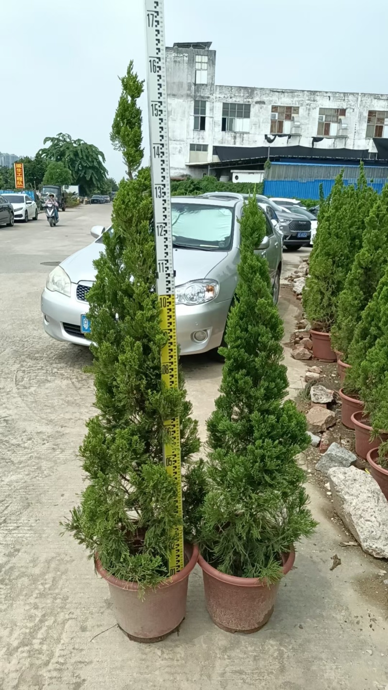 龙柏
