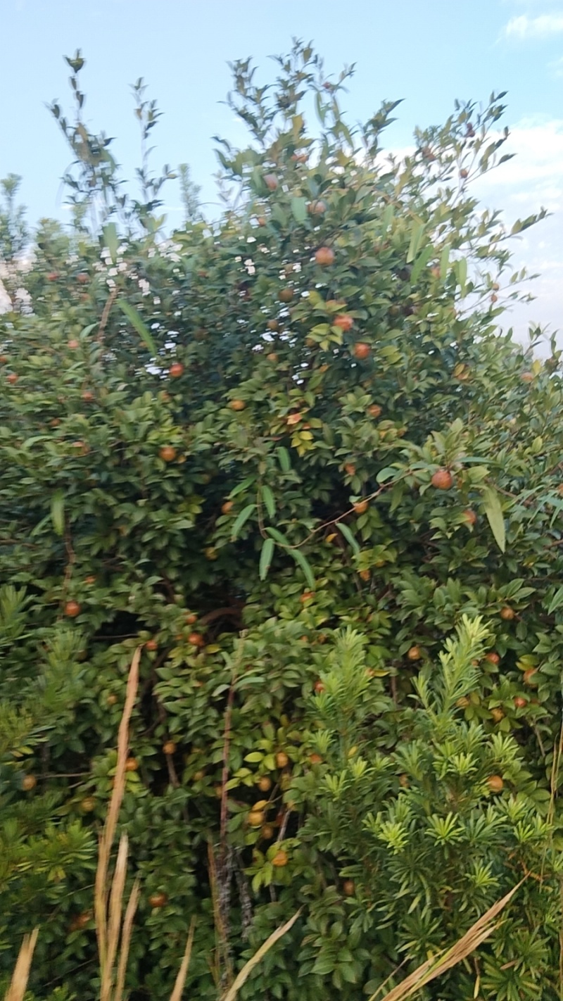 茶籽