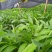大量批发草果苗