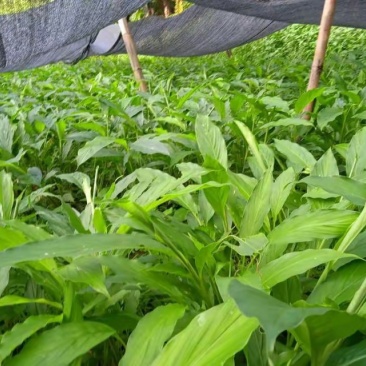 大量批发草果苗