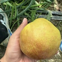 184团玉露香梨