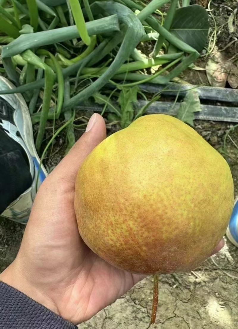 184团玉露香梨