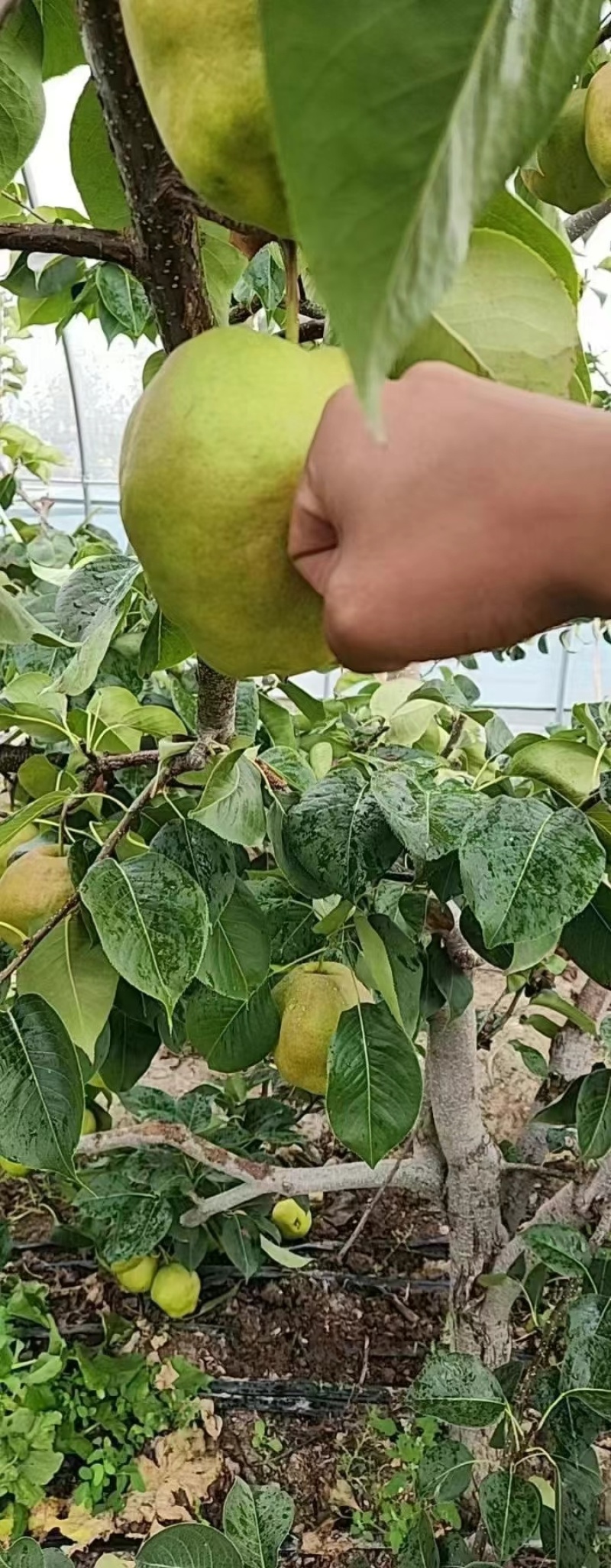 184团玉露香梨
