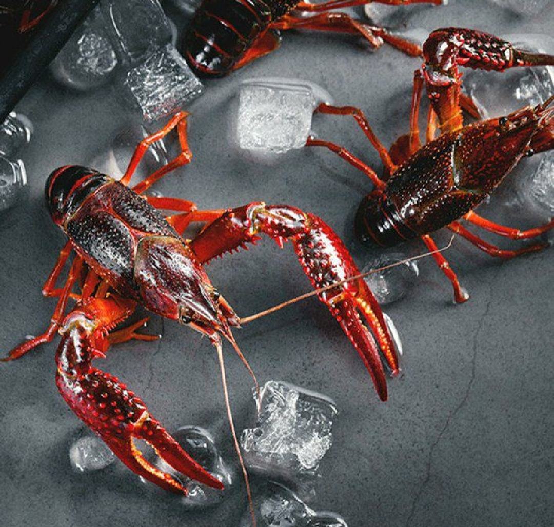 一家三口围坐在餐厅里,开心地分享盘中的小龙虾,背景是温暖的灯光和窗外飘雪的冬景 一家人围坐在桌前享用小龙虾