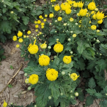 金丝皇菊