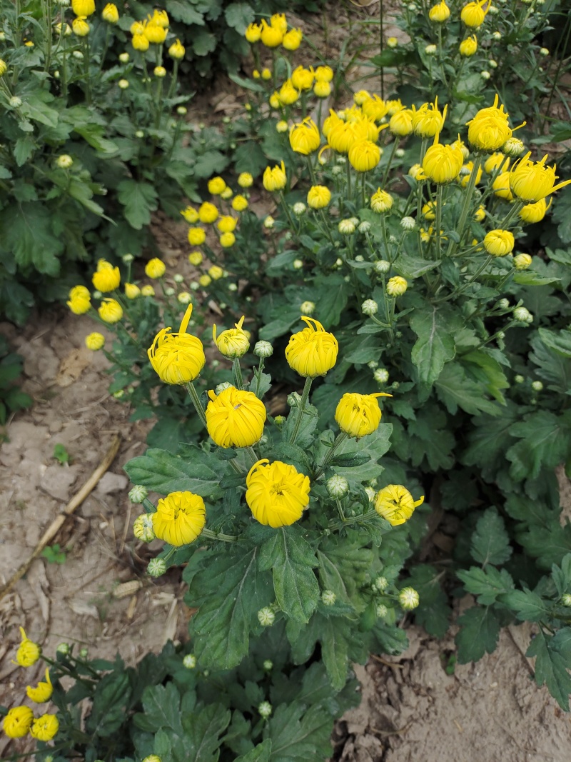 金丝皇菊