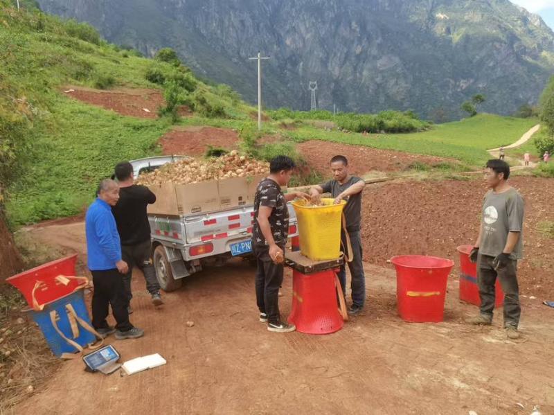 自家种的，香甜可口