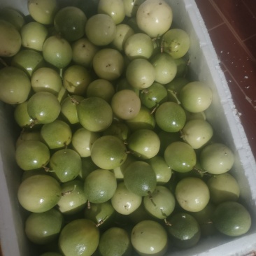 钦蜜九号黄金百香果