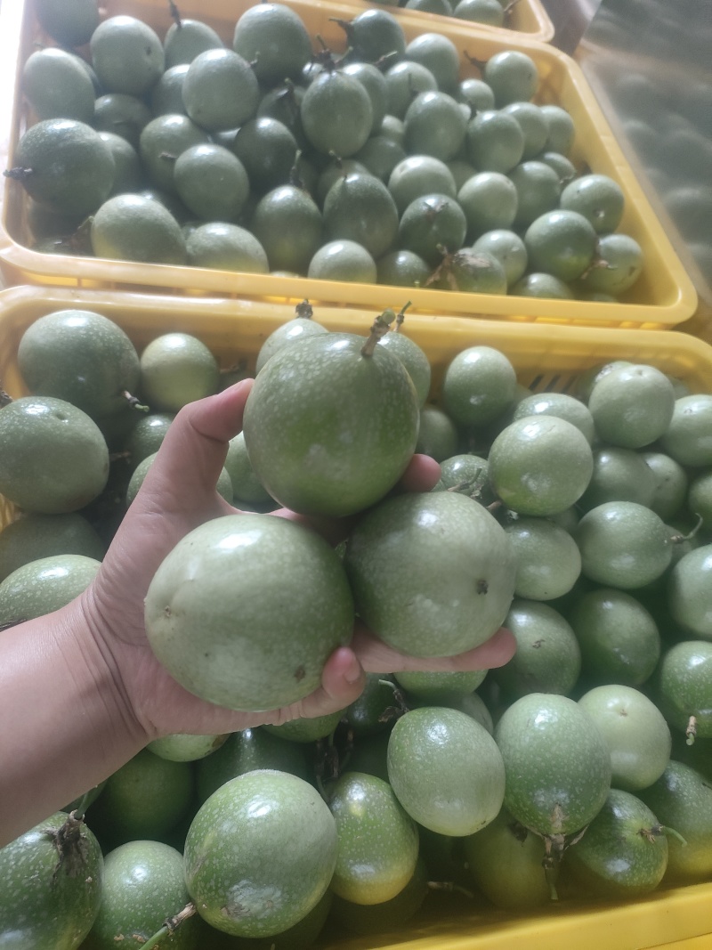 钦蜜九号黄金百香果