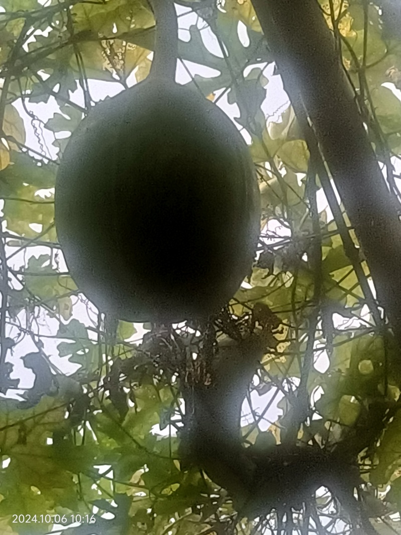 瓜蒌