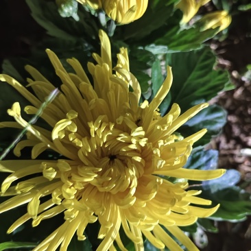 金丝皇菊
